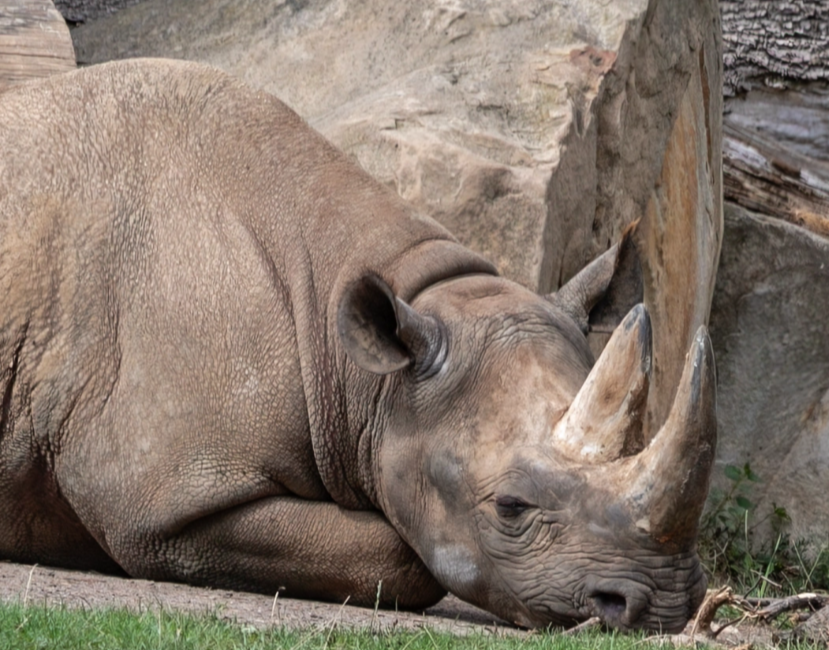 zoo-schaufenster.34.6a886a8f06530