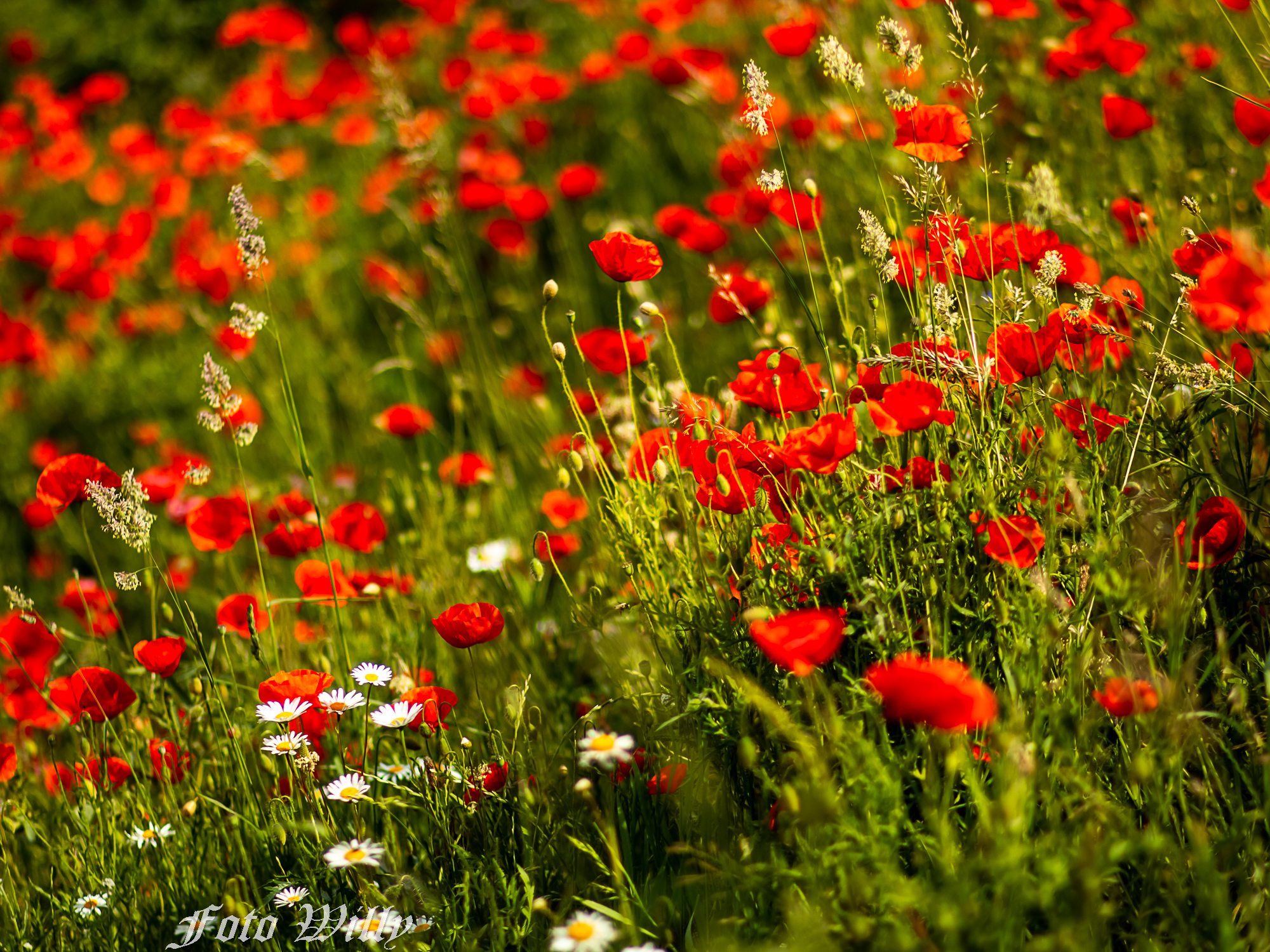 mohn-3.34.68090f67b0481